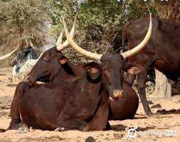 Nigerian Gudali cattle herd